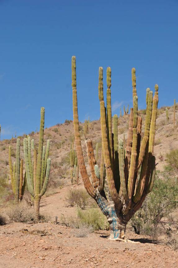 Vegetação característica da região de Loreto, na Baja California - México